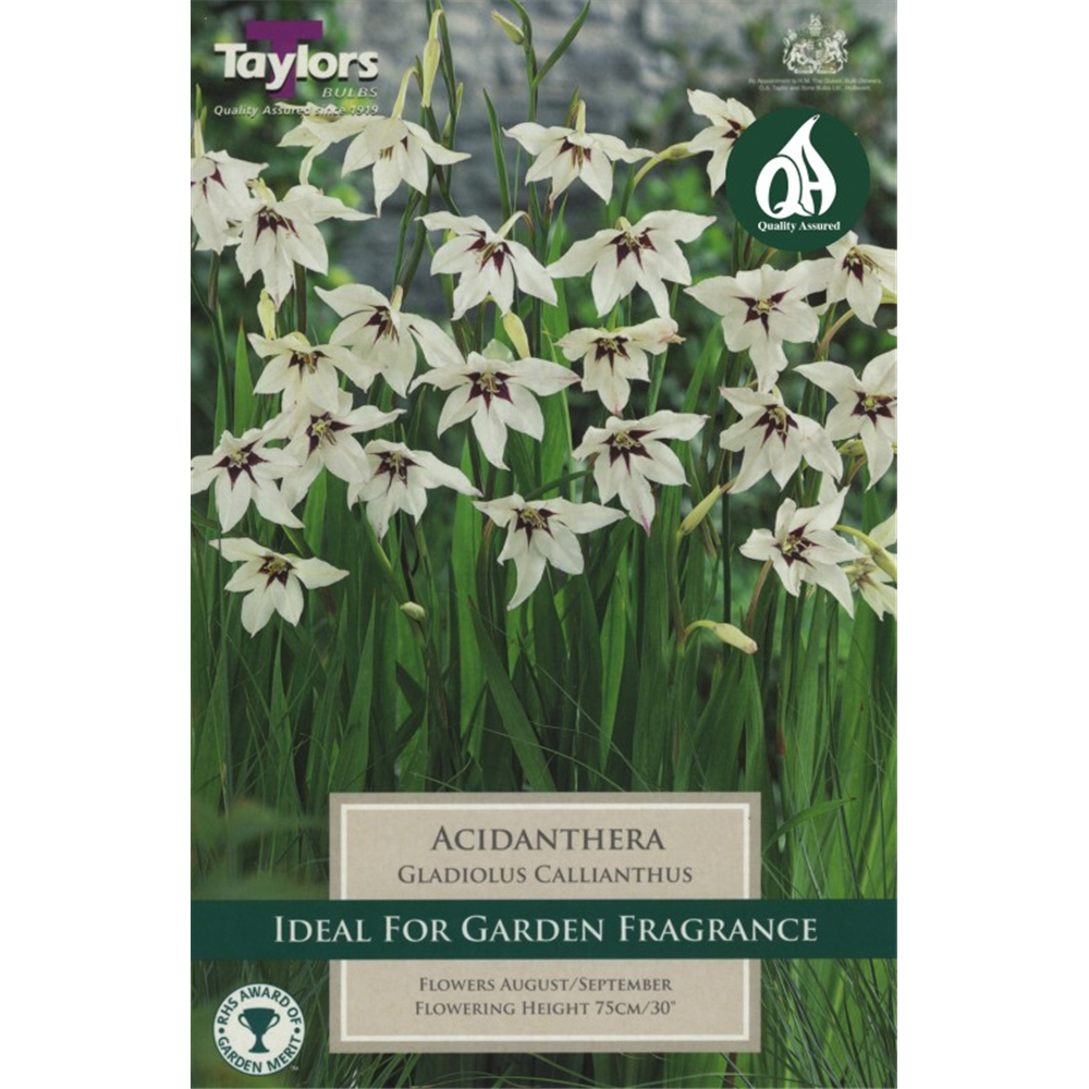 Gladiolus Callianthus (Acidanthera) Waterperry Gardens Oxfordshire